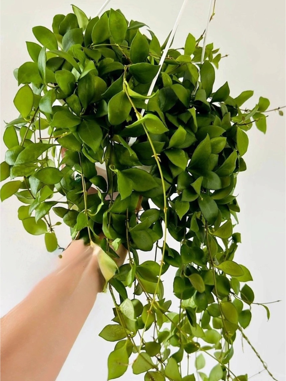 Hoya Heuschkeliana Kloppenburg